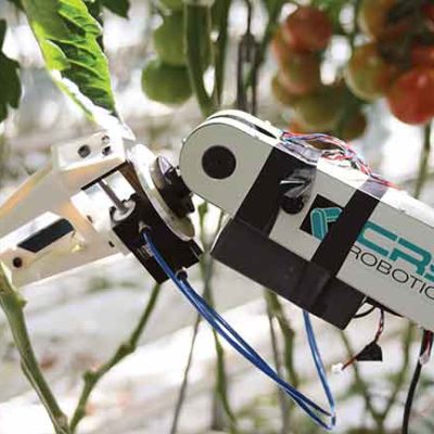 Robot potatura Pianta Pomodoro
