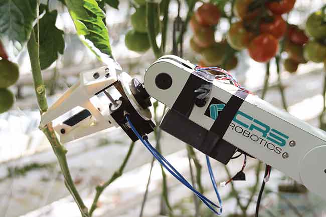 Robot potatura Pianta Pomodoro